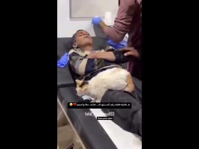 Gaza rubble cat helps out in the ER